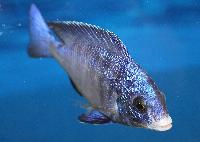 <i>Placidochromis phenochilus</i>, Mdoka