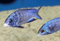 <i>Placidochromis phenochilus</i>, Mdoka