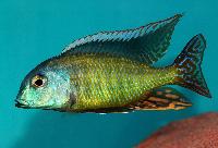 <i>Tramitichromis liturus</i>, Mdoka