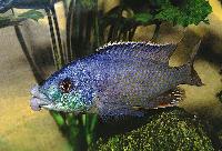 <i>Chilotilapia euchilus</i>-hane