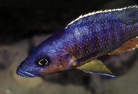 <i>Stigmatochromis modestus</i>, Mbenji