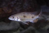 <i>Stigmatochromis pholidophorus</i>, Gome