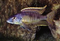 <i>Stigmatochromis</i> sp. 'spilostichus type'