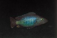 <i>Stigmatochromis melanchros</i>