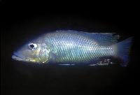 <i>Stigmatochromis woodi</i>, Makokola