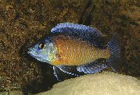 <i>Copadichromis borleyi</i>, Kadango