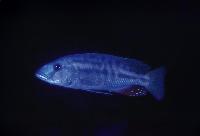 <i>Tyrannochromis nigriventer</i>, Gome