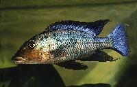 <i>Fossorochromis rostratus</i>