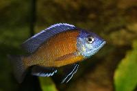 <i>Copadichromis borleyi</i>, Kadango