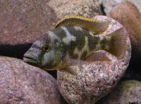 <i>Nimbochromis livingstonii</i>