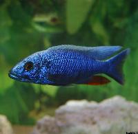 <i>Sciaenochromis fryeri</i>