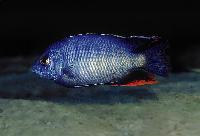 Chinyankwazi-taeniolatus, Fire blue