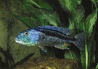 <i>Aristochromis christyi</i>