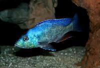 <i>Nimbochromis livingstonii</i>