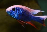 <i>Sciaenochromis fryeri</i>, icebergi purple