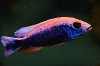 <i>Sciaenochromis fryeri</i>, icebergi purple