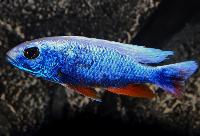 <i>Sciaenochromis fryeri</i>, ghost 