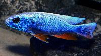 <i>Sciaenochromis fryeri</i>, ghost 