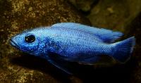 <i>Sciaenochromis fryeri</i>, ghost 