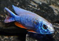 <i>Sciaenochromis fryeri</i>, ghost 