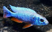 <i>Sciaenochromis fryeri</i>, ghost 