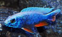 <i>Sciaenochromis fryeri</i>, ghost 