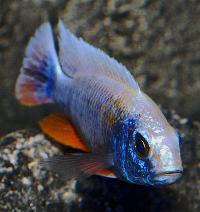 <i>Sciaenochromis fryeri</i>, ghost 