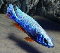 <i>Sciaenochromis fryeri</i>, ghost 