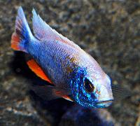 <i>Sciaenochromis fryeri</i>, ghost 