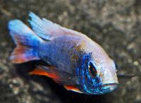 <i>Sciaenochromis fryeri</i>, ghost 