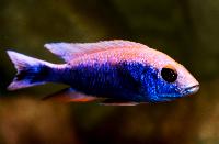 <i>Sciaenochromis fryeri</i>, icebergi purple