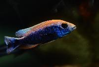 <i>Sciaenochromis fryeri</i>, icebergi purple