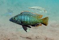 <i>Stigmatochromis melanchros</i>