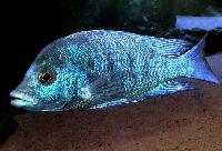 <i>Placidochromis</i> sp. 'phenochilus gissel'