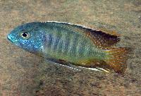 Guenthers mylochromis/haplis