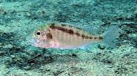 <i>Mylochromis guentheri</i>, Chiofu