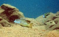 <i>Mylochromis guentheri</i>, Chiofu