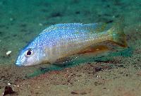 Torpedo blue-otopharynx