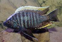 <i>Copadichromis geertsii</i>