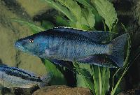 <i>Champsochromis spilorhynchus</i>. Chizumulu