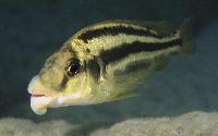 <i>Chilotilapia euchilus</i>, Mbenji (hona)