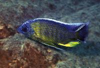 <i>Copadichromis borleyi</i>, Lupingu