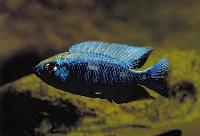 <i>Copadichromis chrysonotus</i>