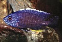 <i>Copadichromis cyaneus</i>, Likoma