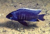 <i>Copadichromis</i> sp. 