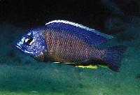 <i>Copadichromis mbenjii</i>, Mbenji