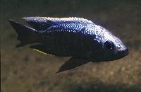 <i>Copadichromis trewavasae</i>