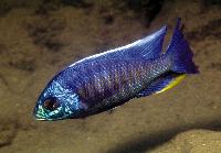 <i>Copadichromis verduyni</i>, Ntekete