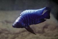 <i>Copadichromis</i> sp. 