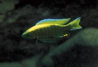 <i>Copadichromis</i> sp. 